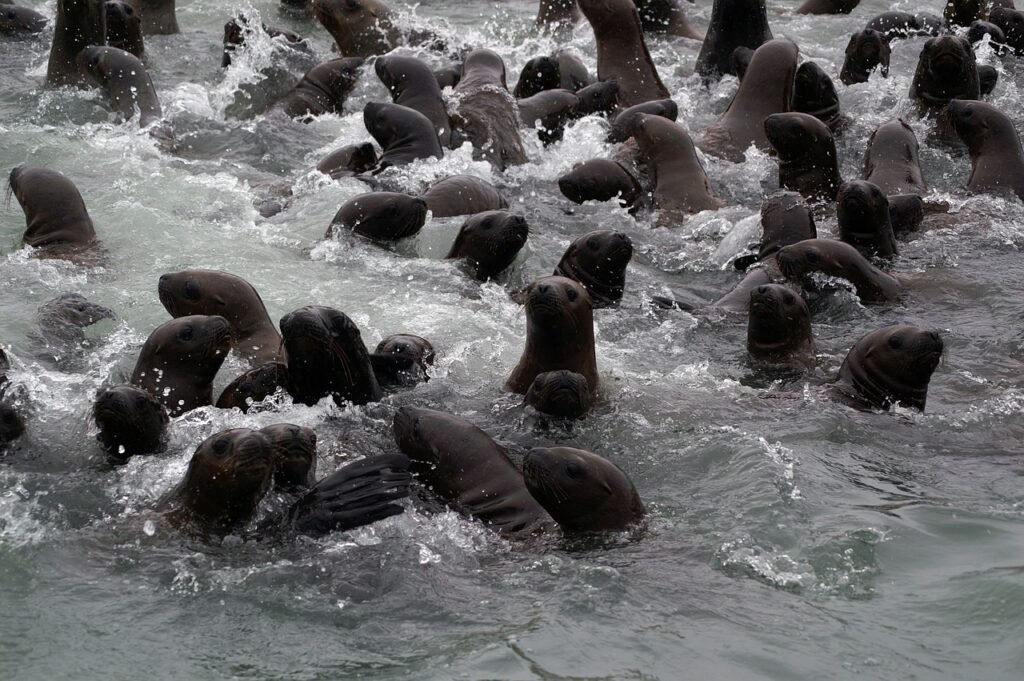 paracas national park, peru, seals-1179489.jpg