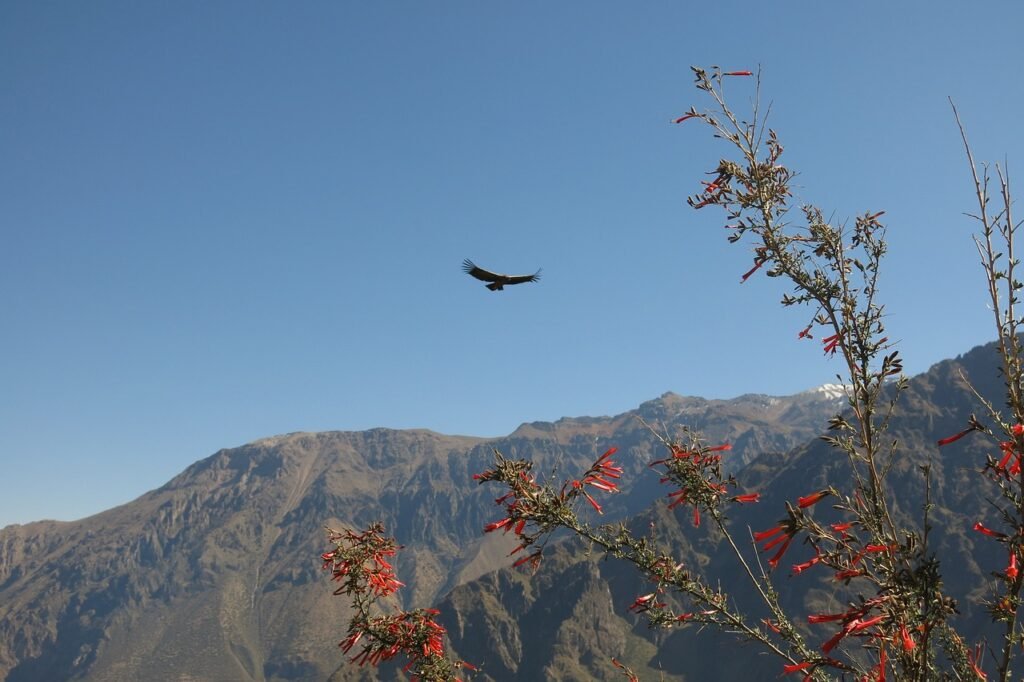 andean condor, colca canyon, the cross of the condor-2656045.jpg