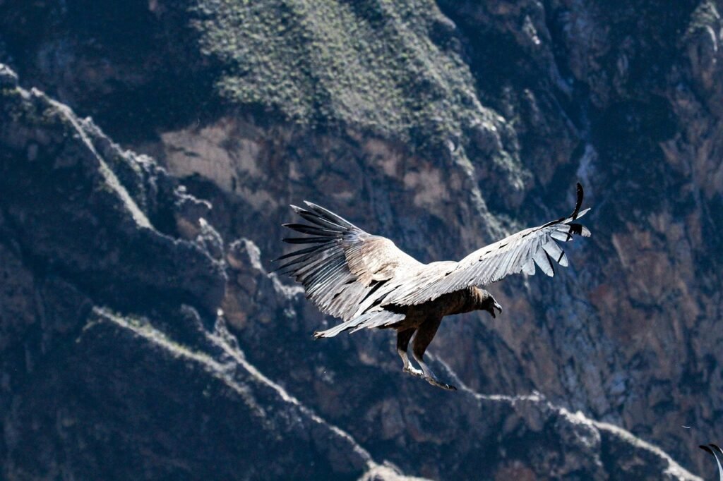 condor, bird, flying-6835293.jpg